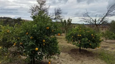 Rural Finca for Sale in El Pavo photo 6