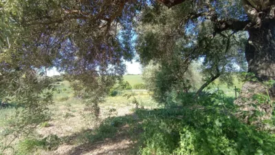 Rustic finca in Jadramil photo 32