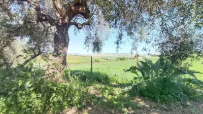 Rustic finca in Jadramil photo 33