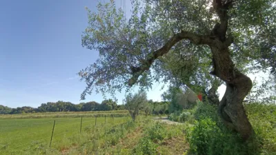 Rustic finca in Jadramil photo 34