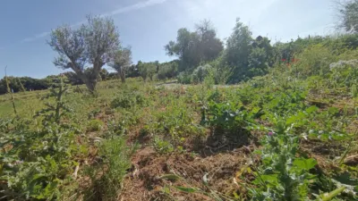 Rustic finca in Jadramil photo 35