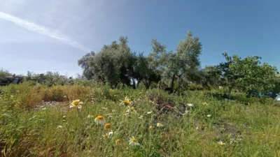 Rustic finca in Jadramil photo 36