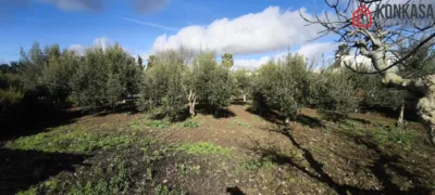 Rustic finca in Malos Humos photo 6