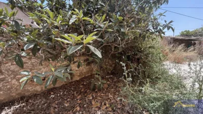 Rustic property on Calle Paraje Ruices, No. S/N photo 38