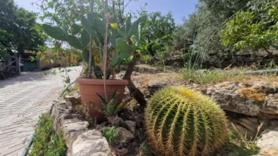 Rustic finca in Paraje La Jara Izbor photo 31