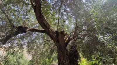 Rustic finca in Paraje La Jara Izbor photo 36