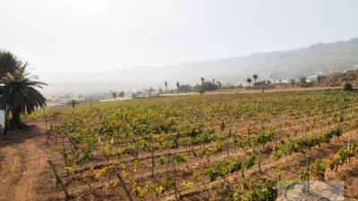 Rustic Finca in Barranco Hondo photo 24