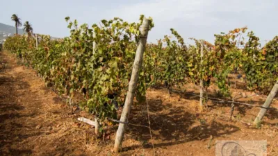 Rustic Finca in Barranco Hondo photo 9
