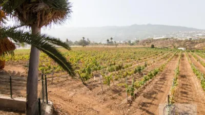 Rustic Finca in Barranco Hondo photo 3