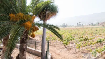 Rustic Finca in Barranco Hondo photo 12