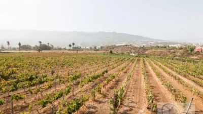 Rustic Finca in Barranco Hondo photo 18