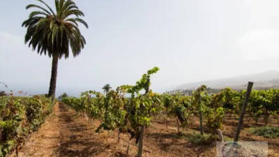 Rustic Finca in Barranco Hondo photo 4