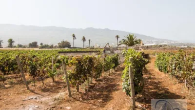 Rustic Finca in Barranco Hondo photo 33