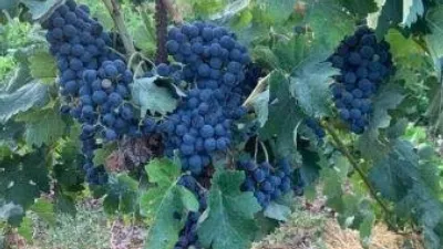 Rustic Finca in El Valle photo 12