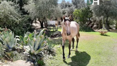 Casa rústica en Sierra Norte de Sevilla photo 25