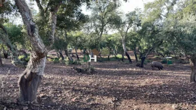 House in Sierra de San Pedro photo 26