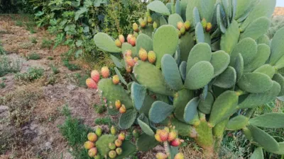 Rustic farm in Centro photo 25