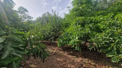 Rustic farm in Centro photo 33