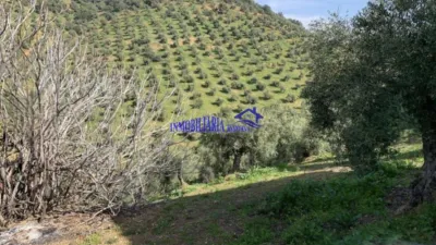 Rustic Finca in Adamuz photo 3