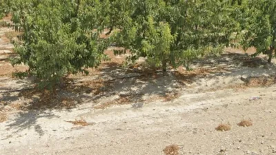 Rustic farm for sale in Venta del Olivo photo 2