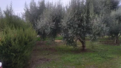 Rustic finca in Jabonero photo 14