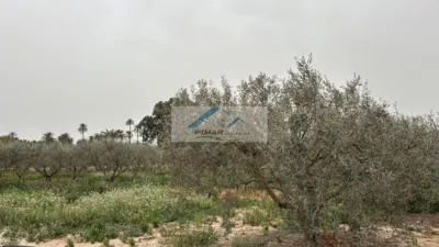 Casa – Elx - Elche - Vista 5