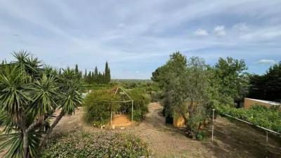 Rustic finca in La Matilla photo 21