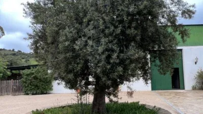 Rustic Finca in Sierra El Gastor, Grazalema photo 22
