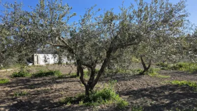 Rustic house in Cuesta del Palomar photo 38