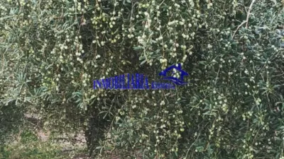 Rustic farm in Posadas photo 3
