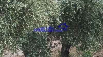 Rustic farm in Posadas photo 4