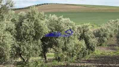 Rustic farm in Carpio photo 2