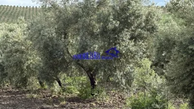 Rustic farm in Carpio photo 3