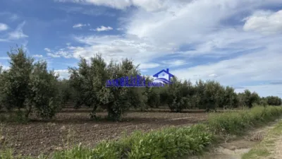 Rustic farm in Carpio photo 6