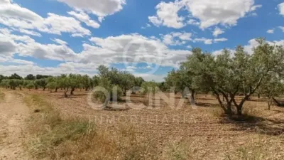 Rustic property in Onil photo 33