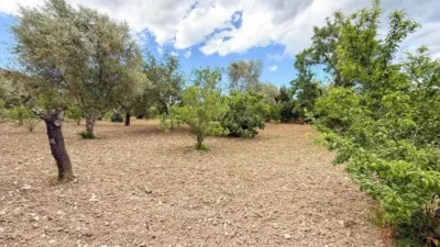 Rustic property in Pollença photo 20