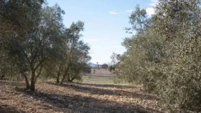 Chalet in Sineu photo 28
