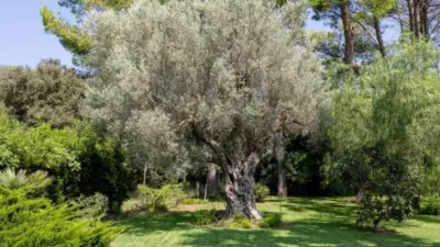 Chalet in Pollença photo 8