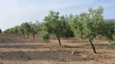 Terreno en venta en Hoya-Gonzalo - Vista 4