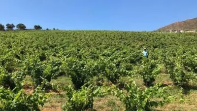 Terreno en venta en Ossa de Montiel - Vista 4