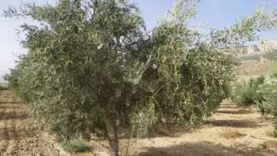 Terreno en venta en Hoya-Gonzalo - Vista 3