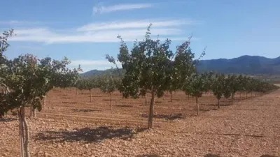 Terreno en venta en Pedanías y Barrios Rurales - Más