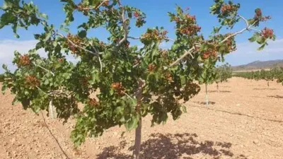 Terreno en venta en Pedanías y Barrios Rurales - Vista 4