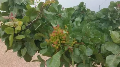Terreno en venta en Tobarra - Vista 4