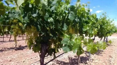 Terreno en venta en Ossa de Montiel - Más