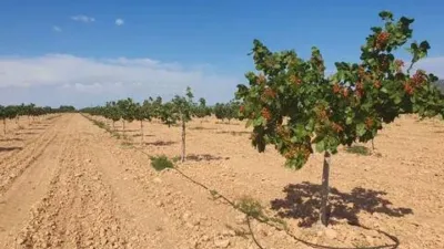 Terreno en venta en Ossa de Montiel - Vista 2