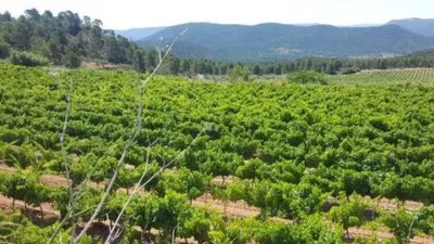 Terreno en venta en Ossa de Montiel - Vista 5
