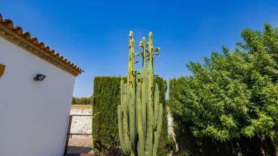 Rustic house in Morón de la Frontera photo 48