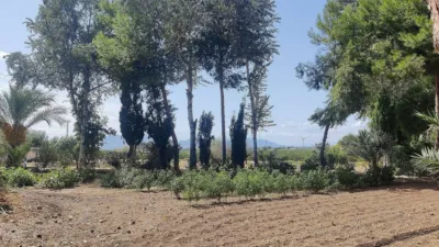Rustic Finca in Crevillent photo 15