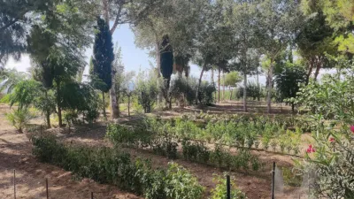 Rustic Finca in Crevillent photo 16